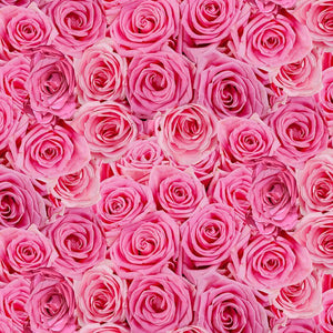 Bellerose Fabric by Timeless Treasures, Packed Roses, Fuchsia