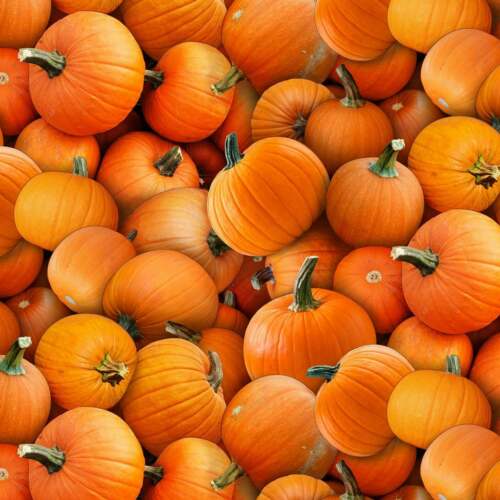 Harvest Time Fabric, Orange Pumpkins by Elizabeth's Studio, Thanksgiving, Autumn